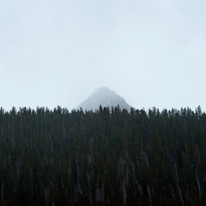 Nature Trees