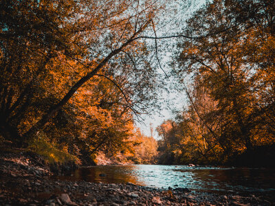 Nature Trees photo