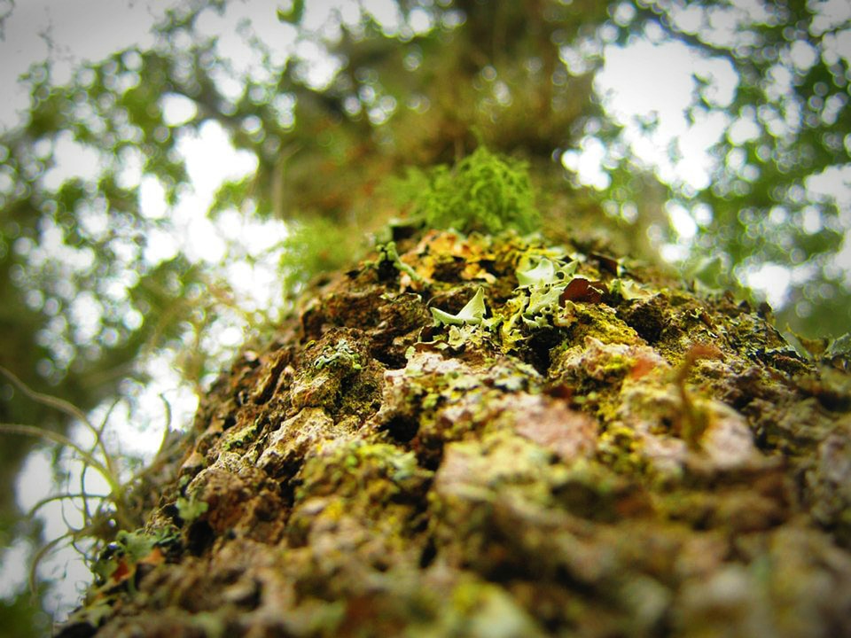 Outdoors environment trunk