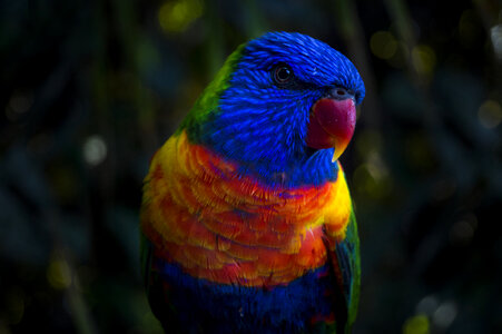 Nature Animals