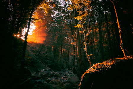 Nature Forest