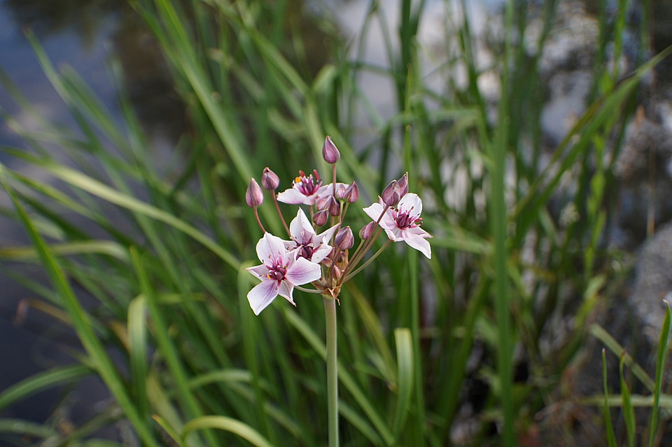 Bloom marsh plant crop