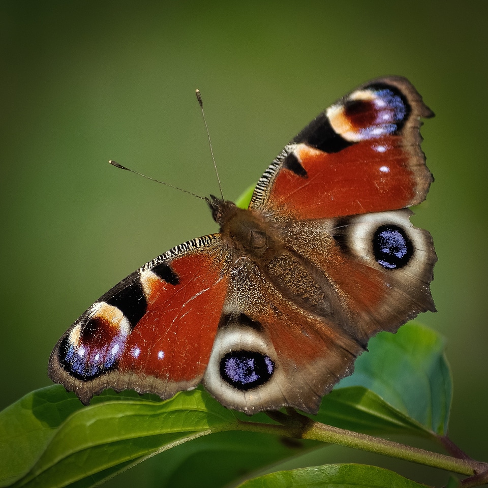 Beautiful wildlife animal