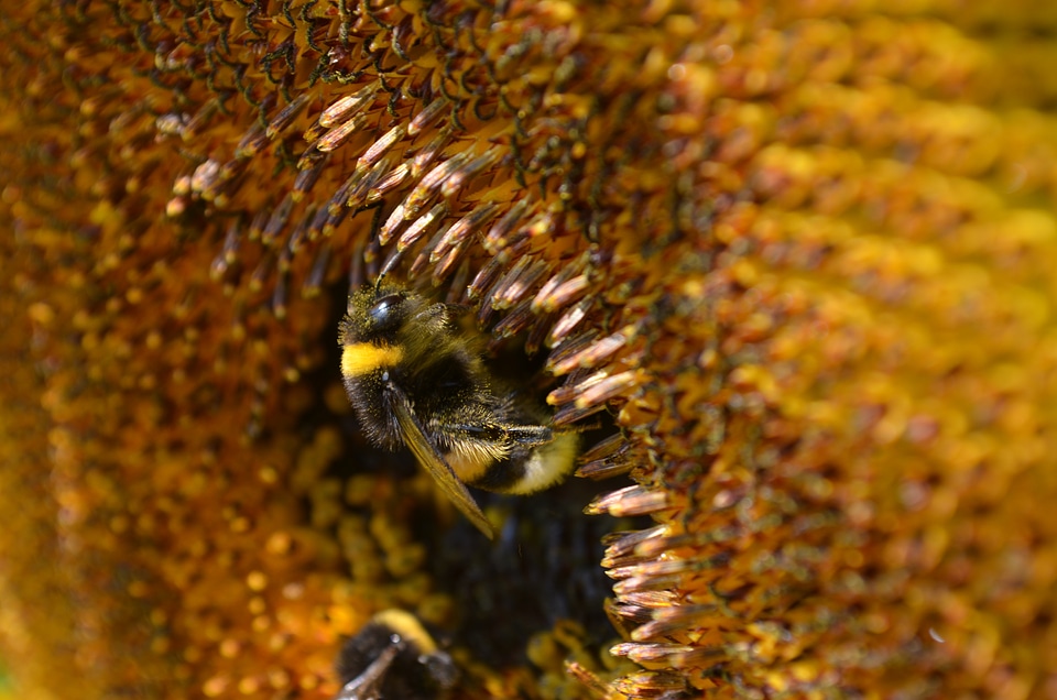 Collect sunflower close up