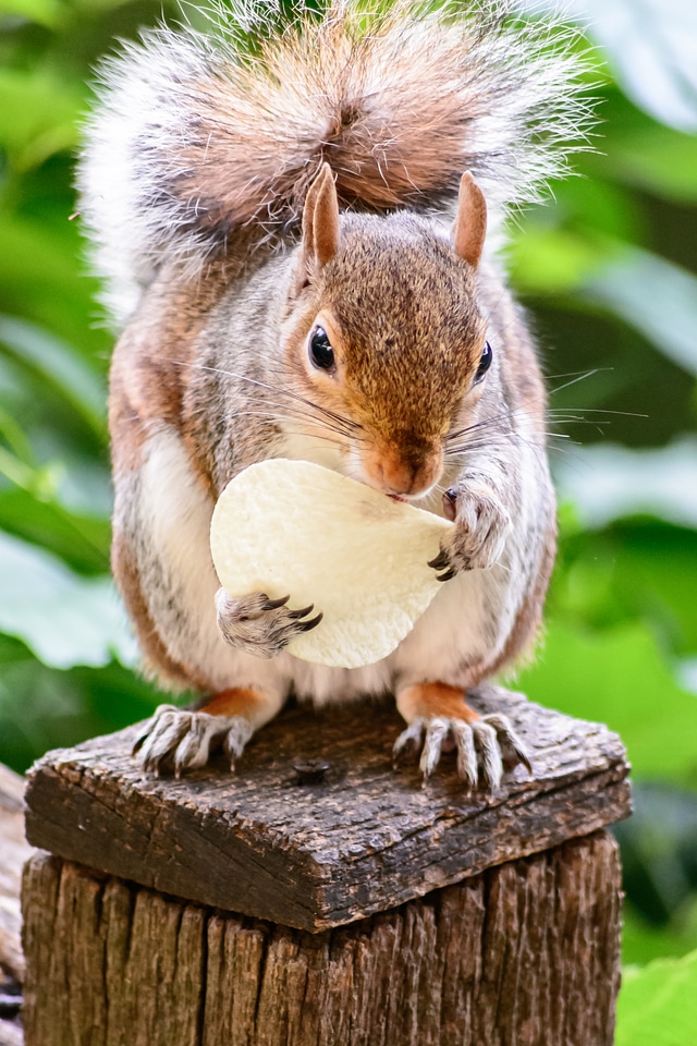 Nature animal cute