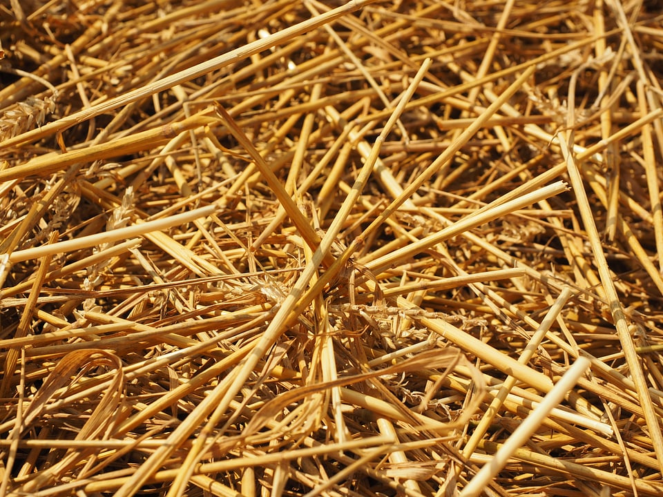 Nature agriculture harvest