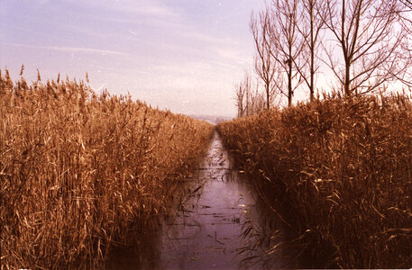 Grass Crops photo