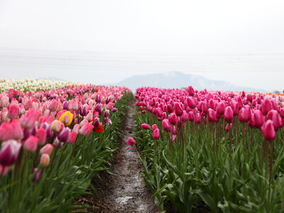 Tulip Pink photo