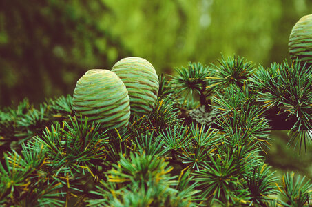 Conifer Cone Pine