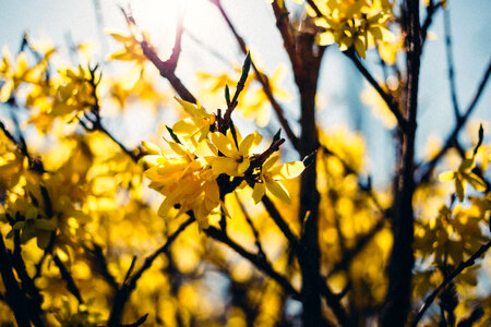 Yellow Flower photo