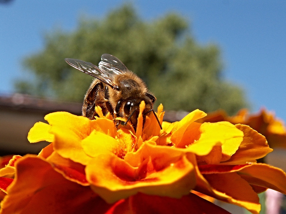 Honey bee afrikaner blue sky
