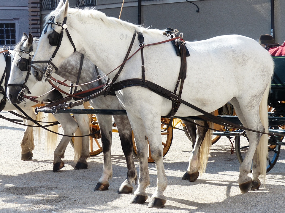 Horse drawn carriage tourism salzburg