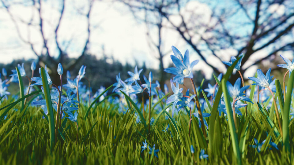 Green Grass photo