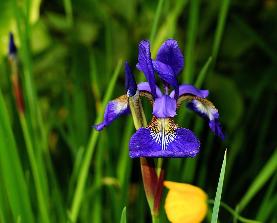 Blue hope beautiful