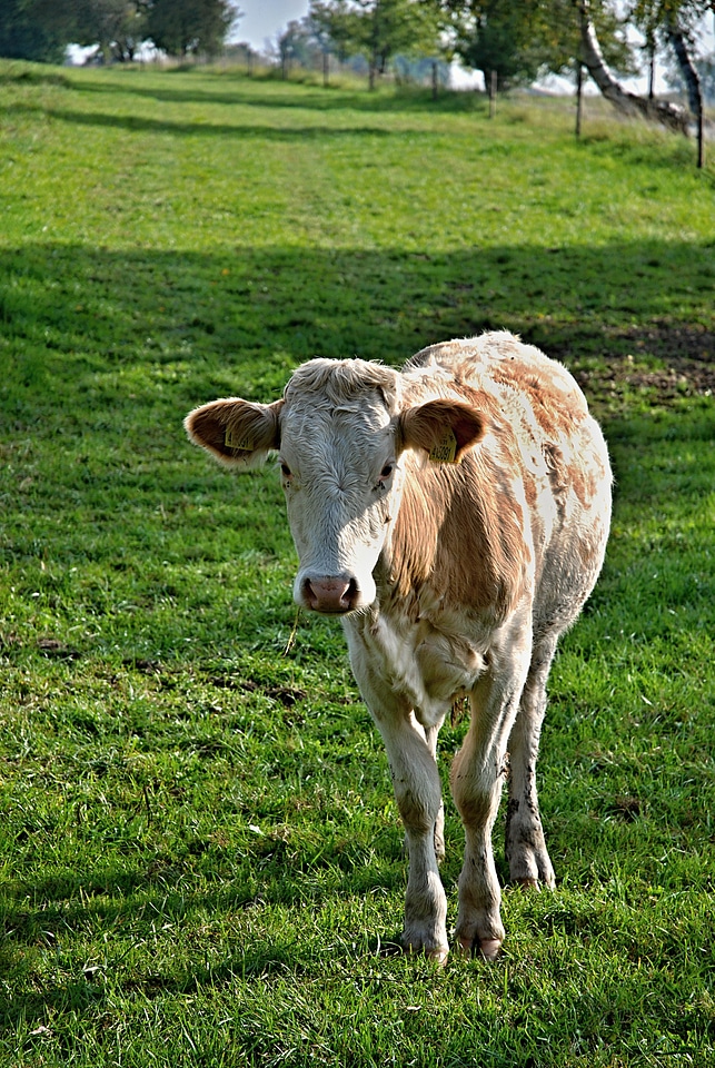 Meadow grass economy