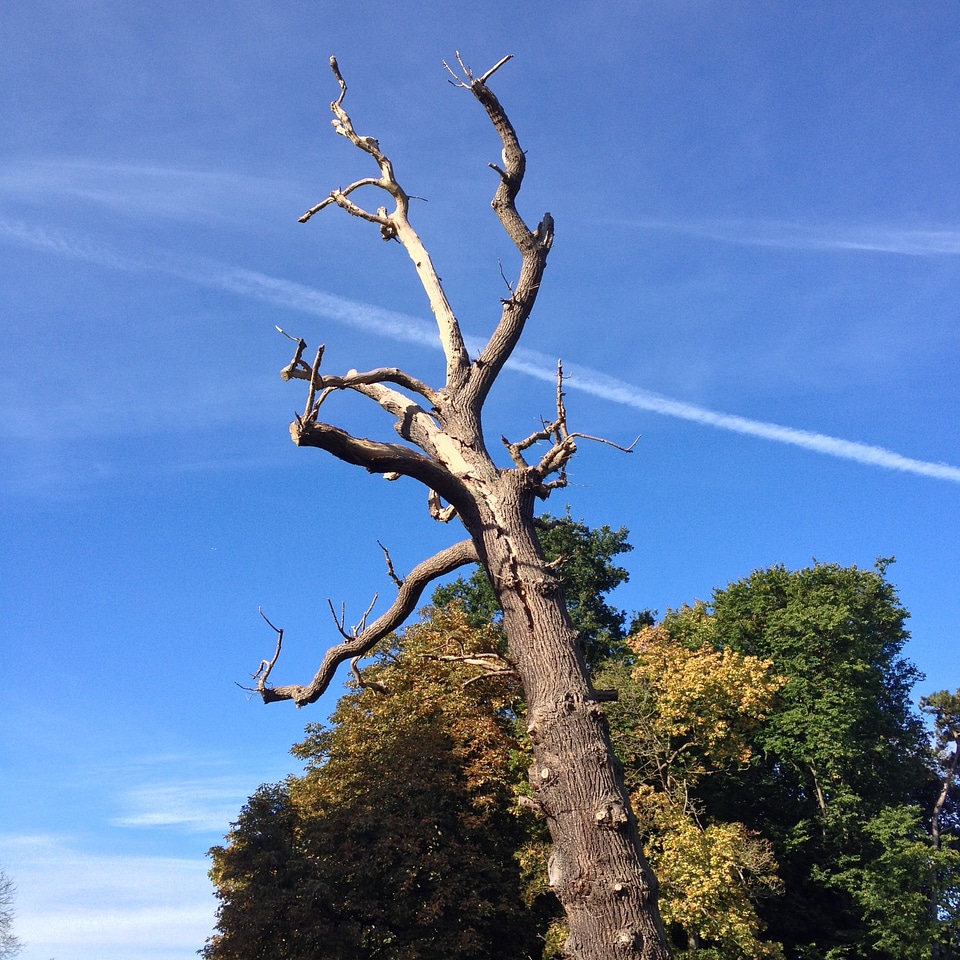 Trunk dry fall