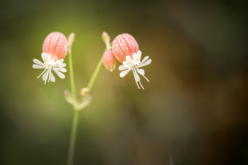 Flower Nature