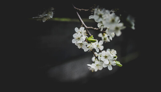 White Flower photo