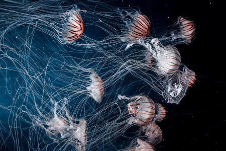Jellyfish Aquatic photo