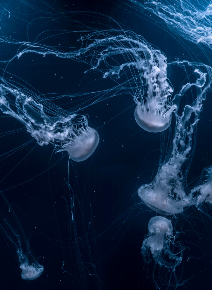 Jellyfish Aquatic photo