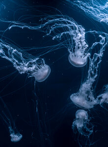 Jellyfish Aquatic