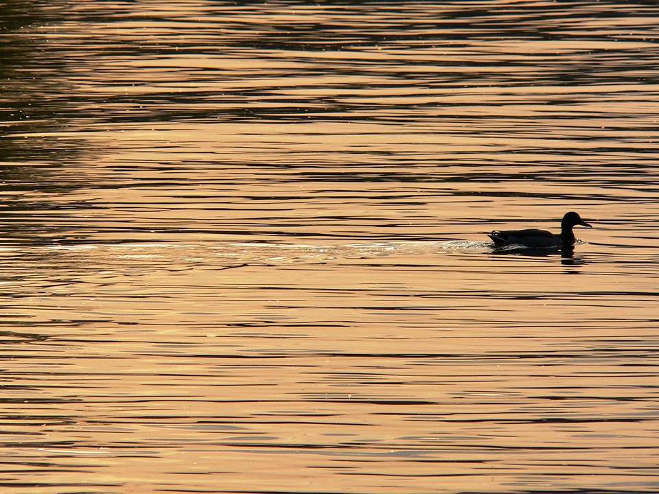 Water bird sunset