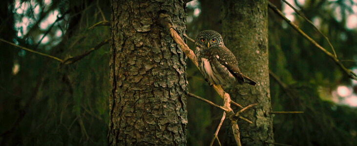 Owl Bird photo