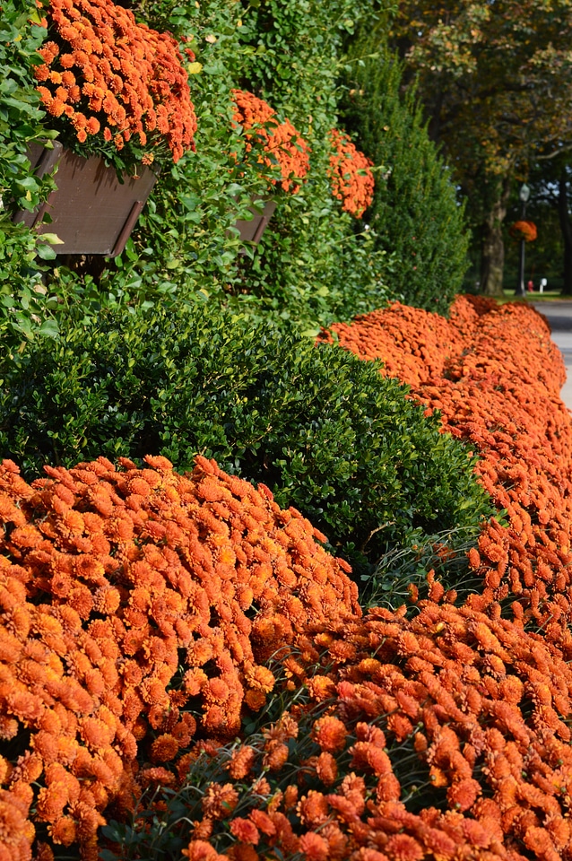 Plants natural blossom