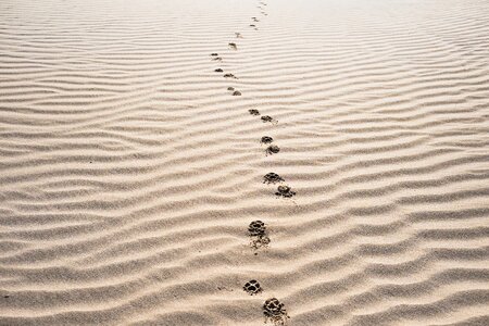 Sand Footprints photo