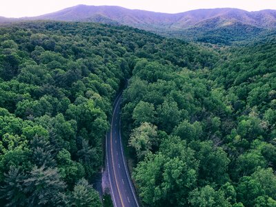 Green Trees