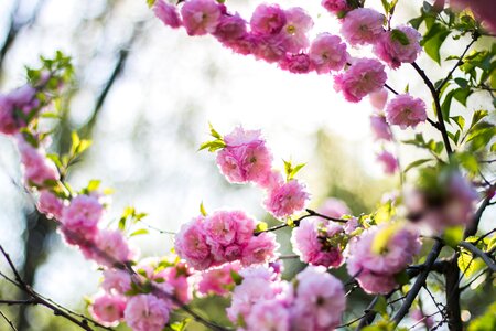 Pink Blossoms photo