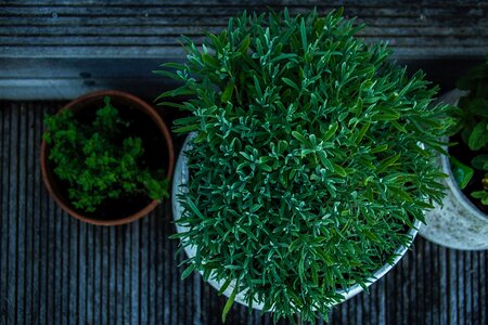 Green Plants photo