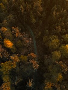 Trees Plant