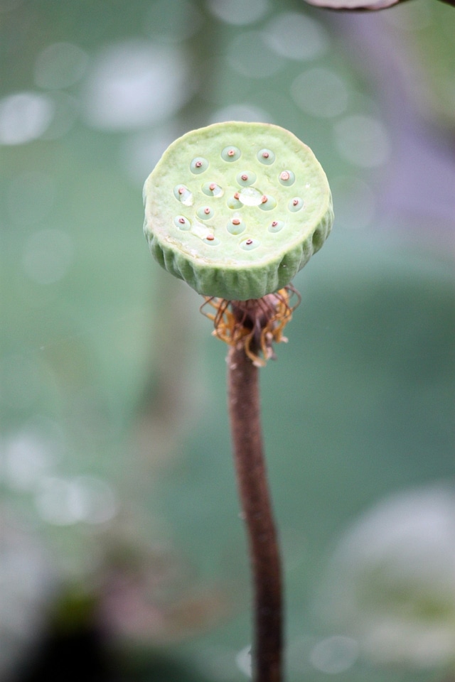 Floral plants stems