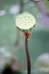 Floral plants stems
