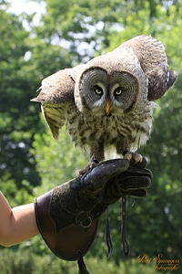 Lapland owl eyes beak