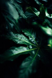 Dark Green photo