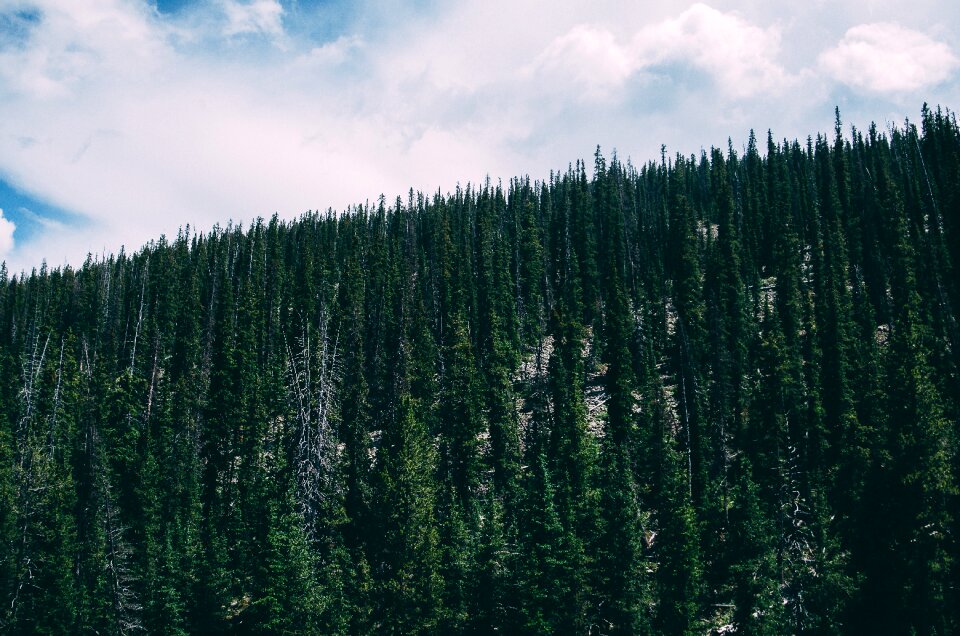Mountain Green
