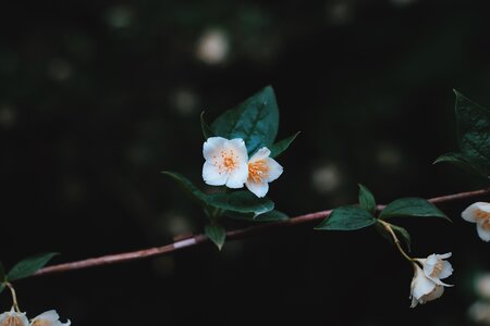 White Flower photo