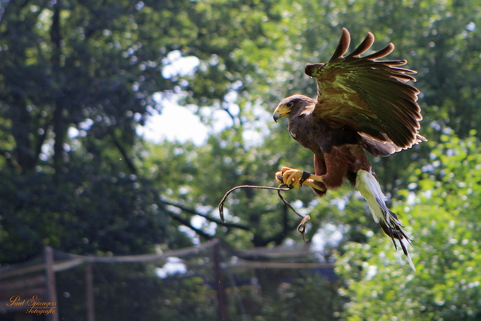 Birds nature common buzzard
