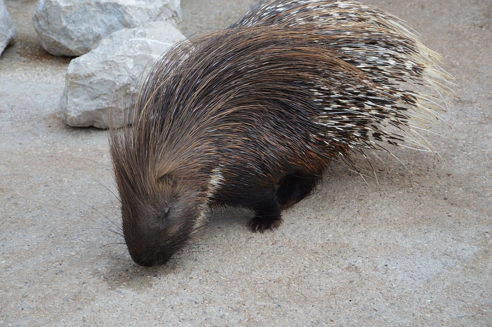 Rodent needle spiked