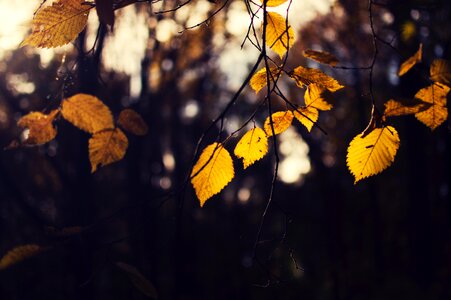 Leaf Fall photo