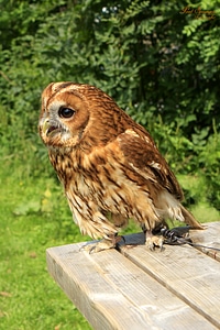 Nature owl church owl