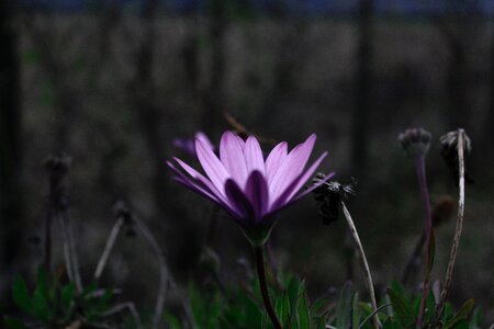 Purple Flower photo