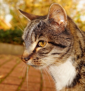 Cat face cat's eyes domestic cat photo