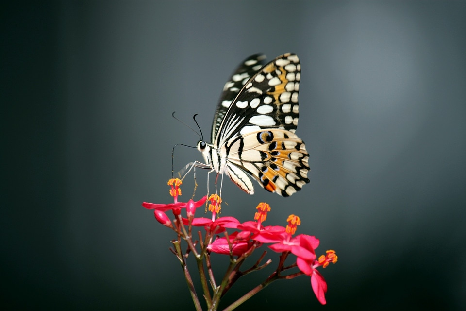 Blossoms gardens insects