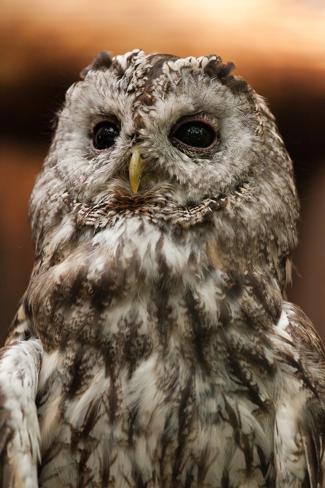 Brown eyes feathers