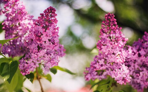 Pink Flower photo