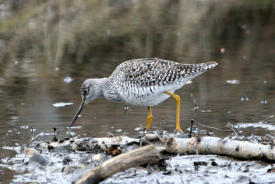 Wader wildlife nature