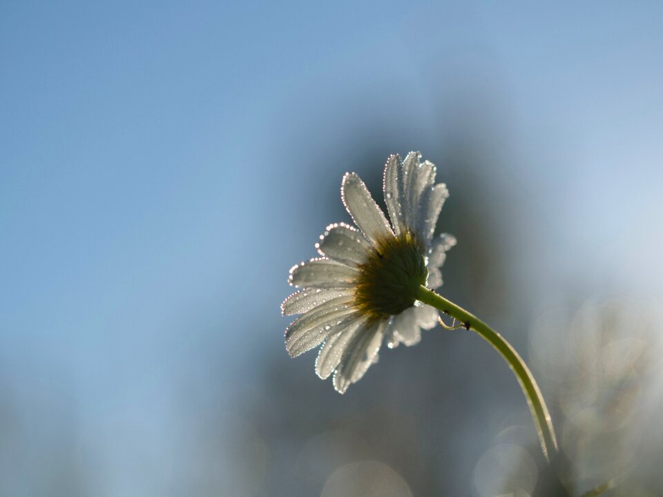 White Flower photo
